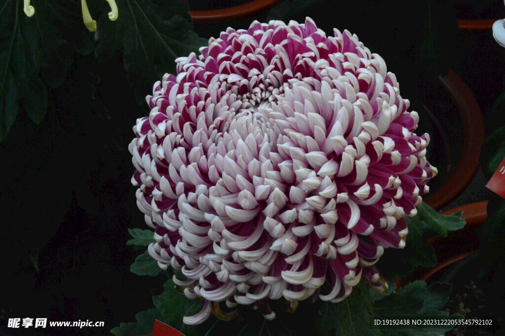 菊花