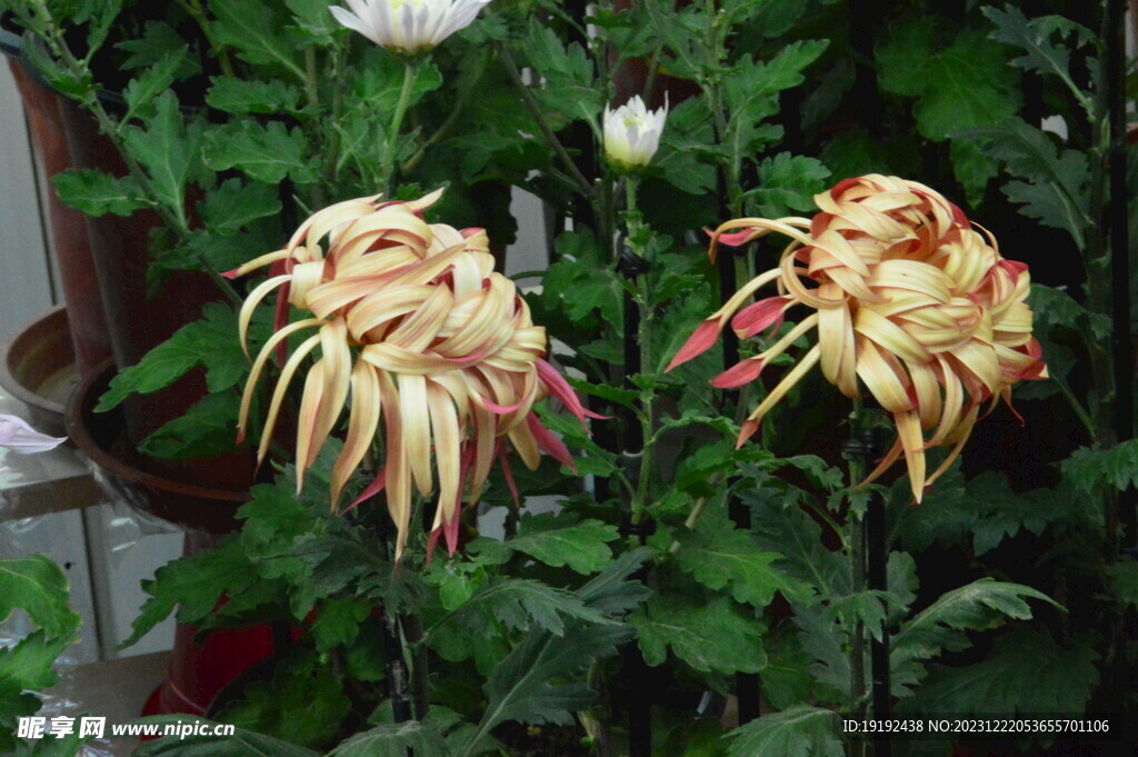 菊花