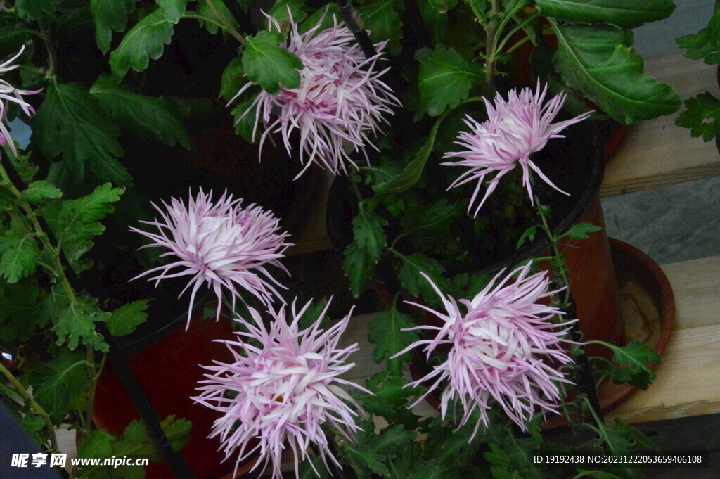 菊花 