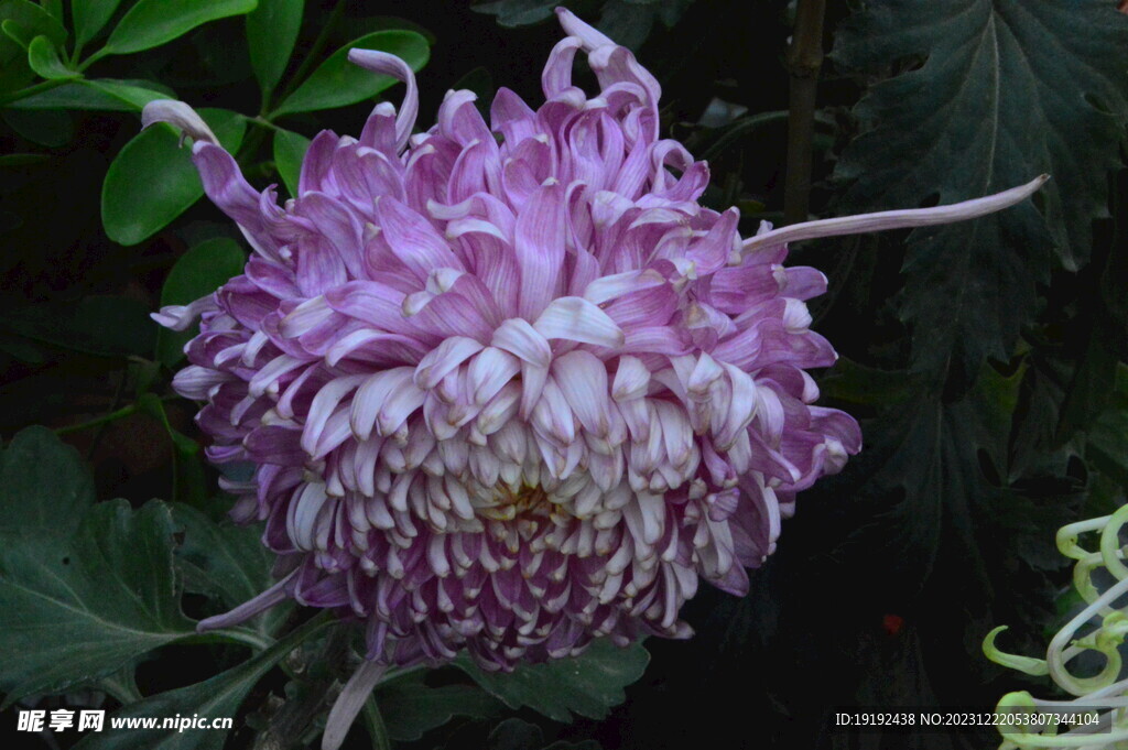 菊花 