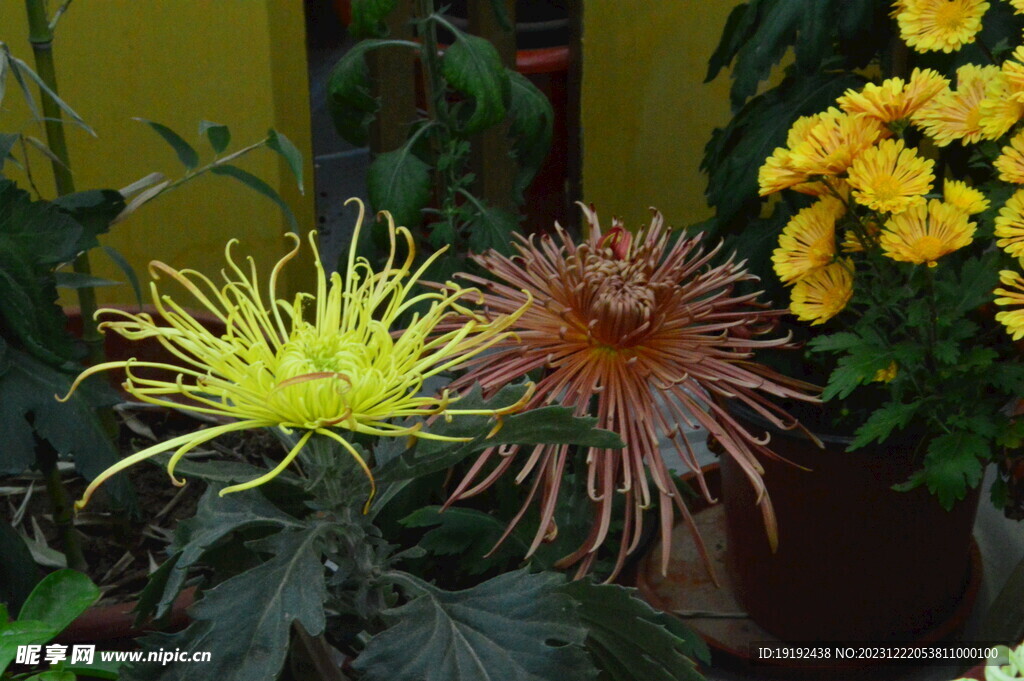 菊花 