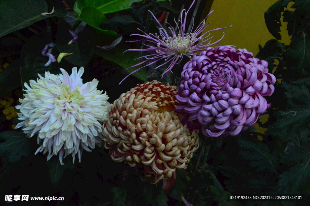 菊花