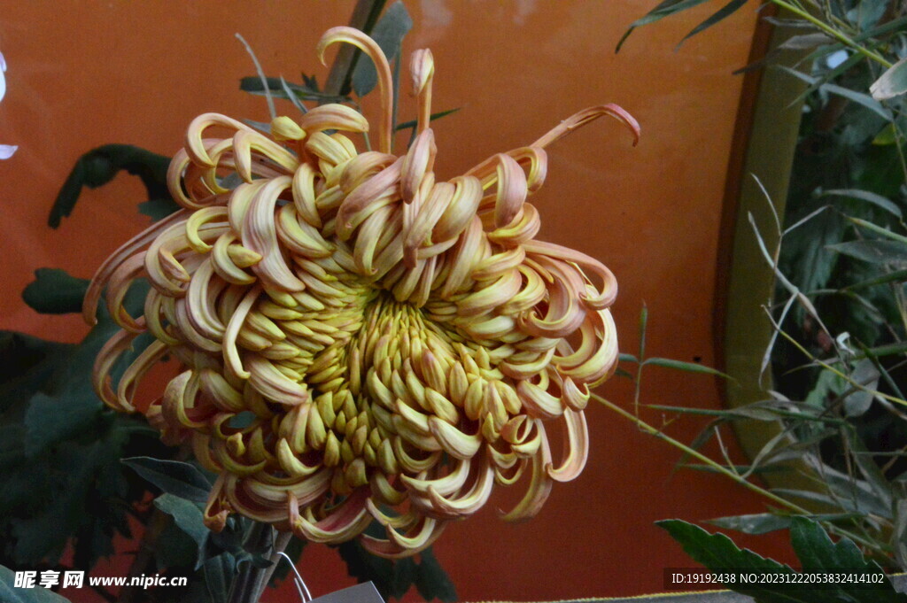 菊花