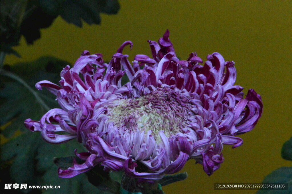 菊花 