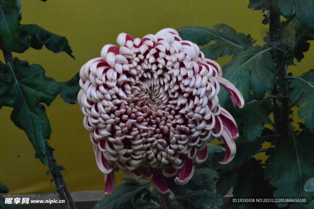 菊花