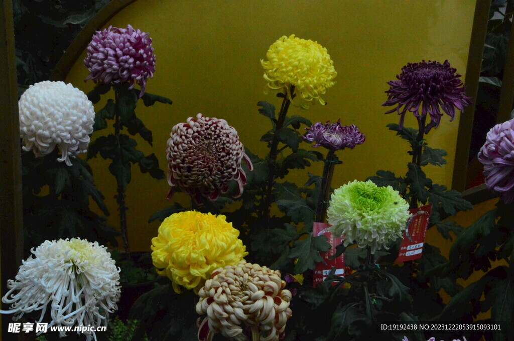 菊花