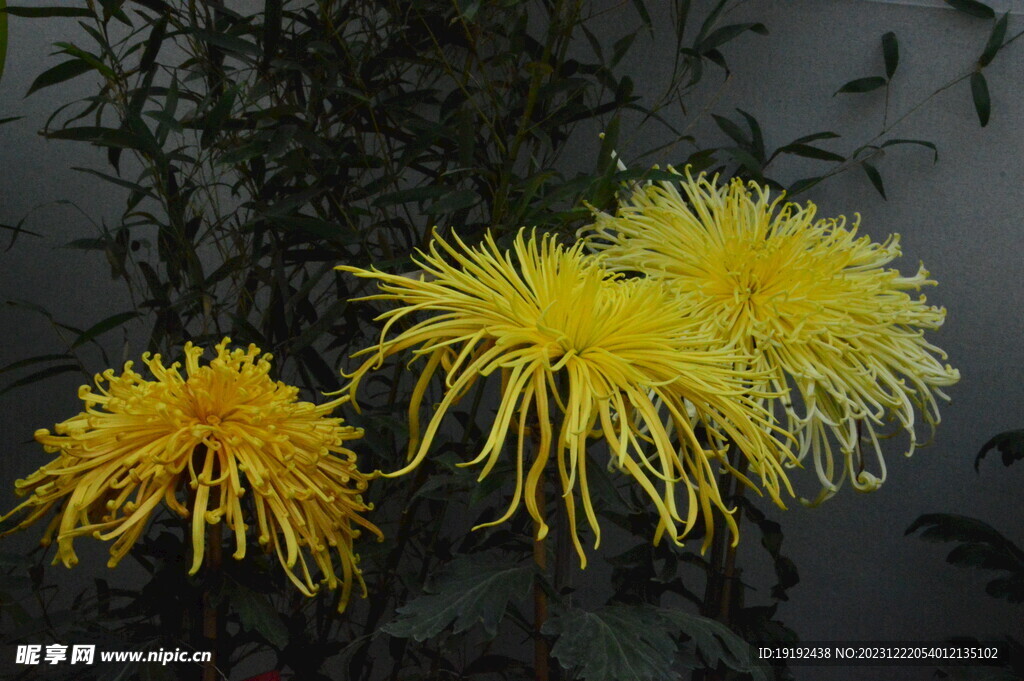 菊花 