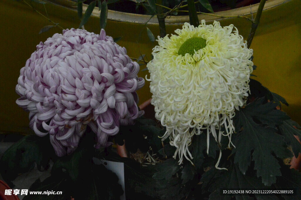菊花