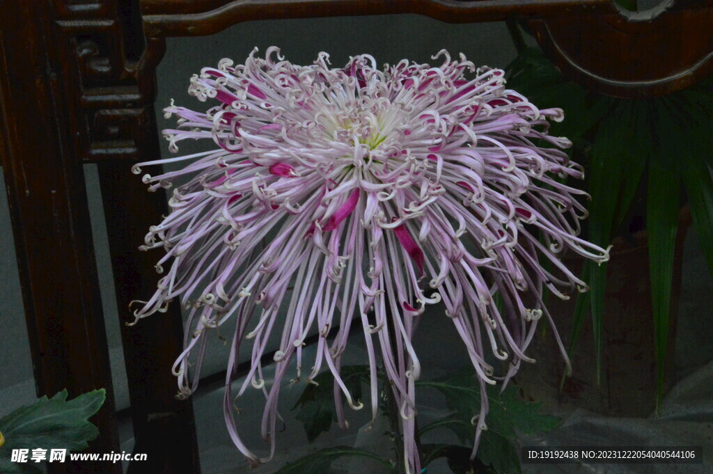 菊花 