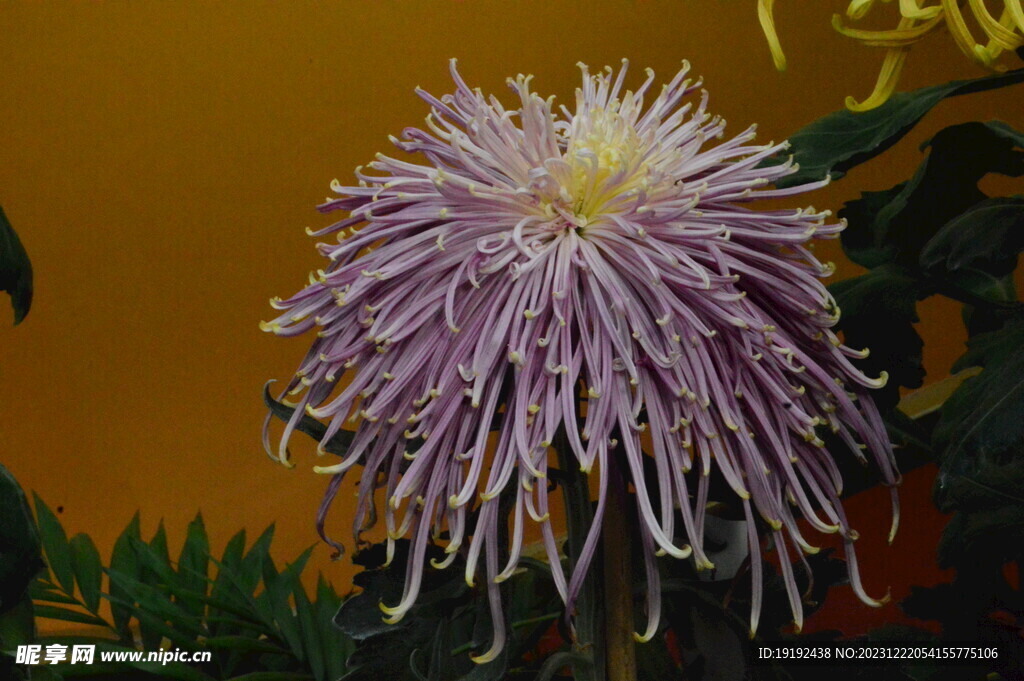 菊花