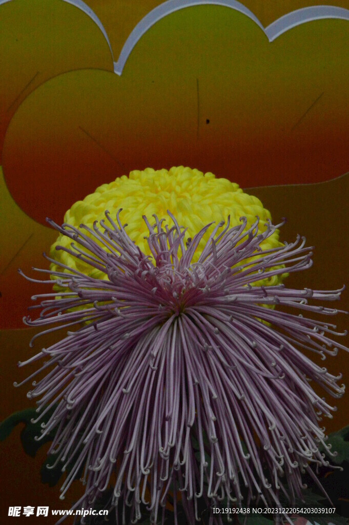 菊花
