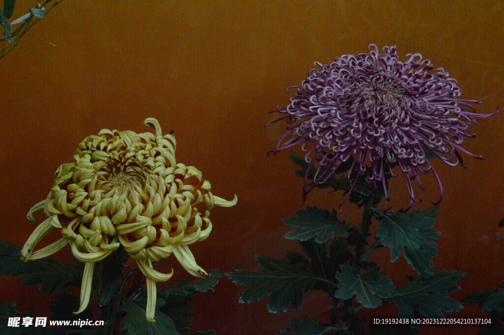 菊花