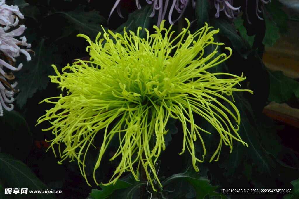 菊花