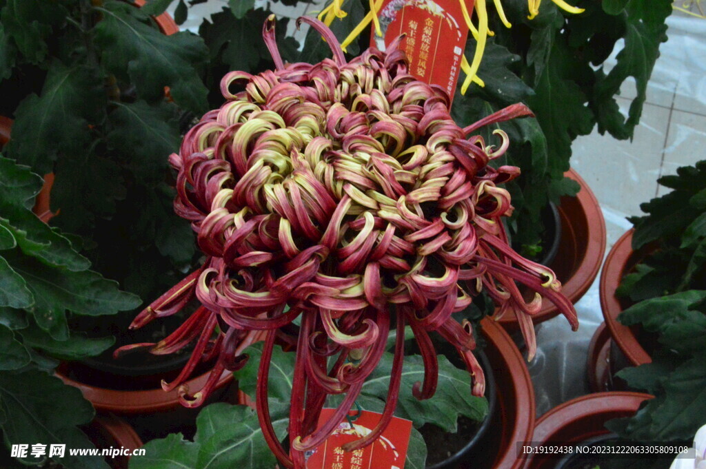 菊花 