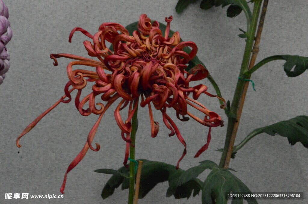 菊花 