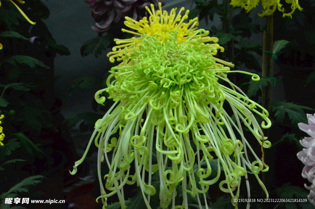 菊花