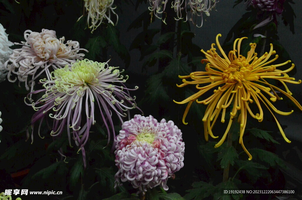 菊花 