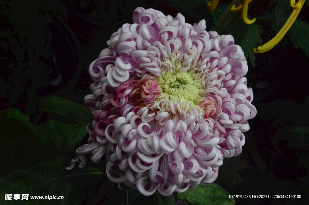 菊花 