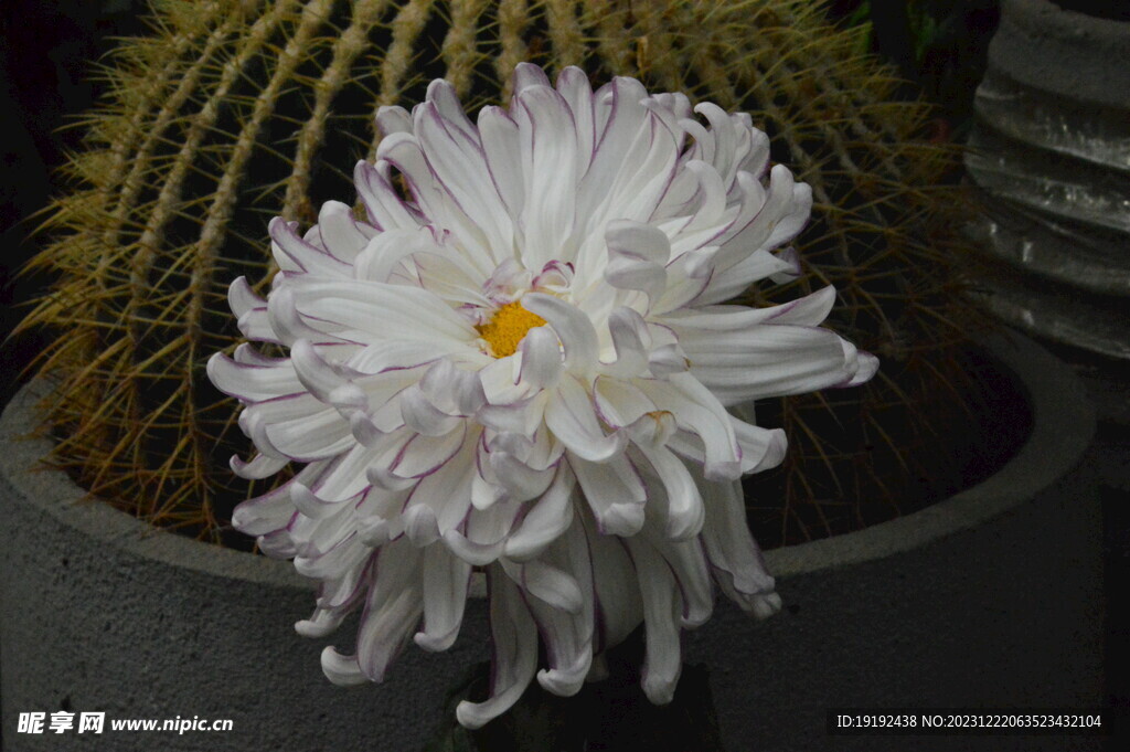 菊花 