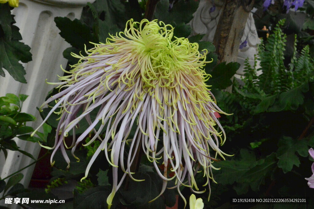 菊花