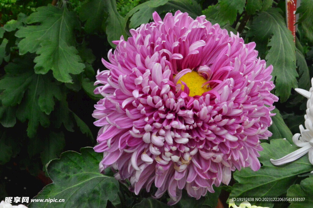 菊花 