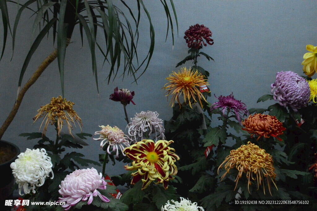菊花 