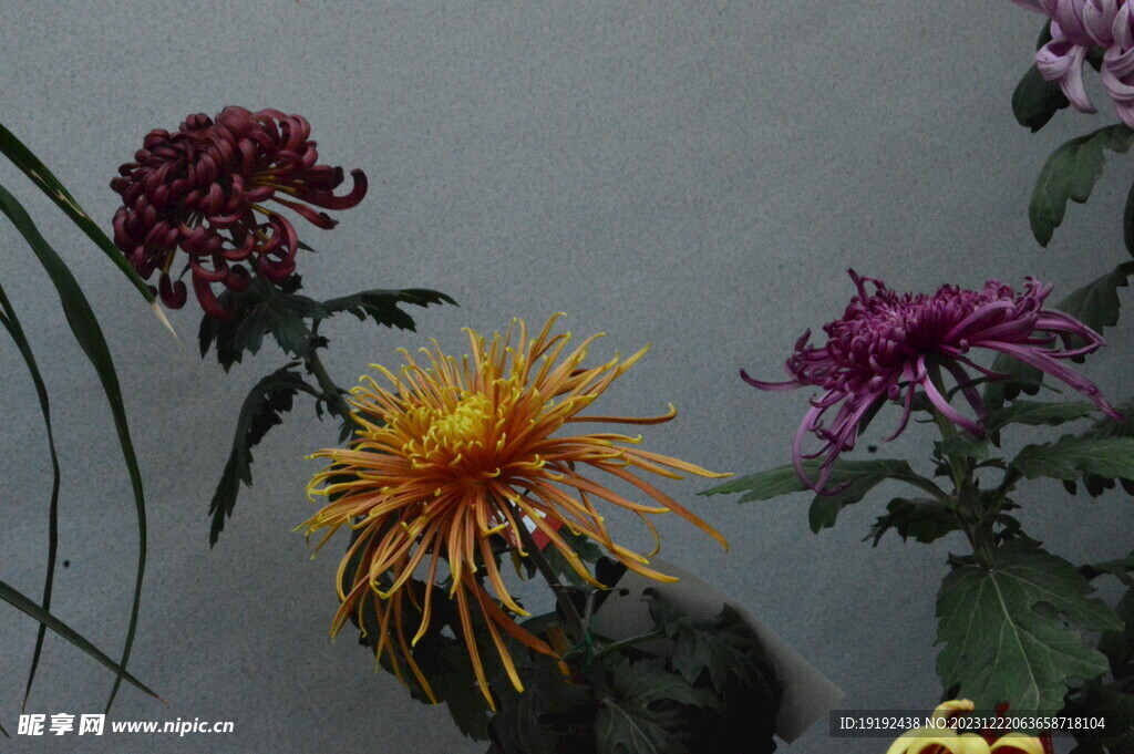 菊花