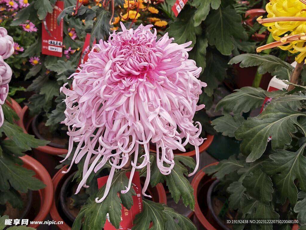 菊花  