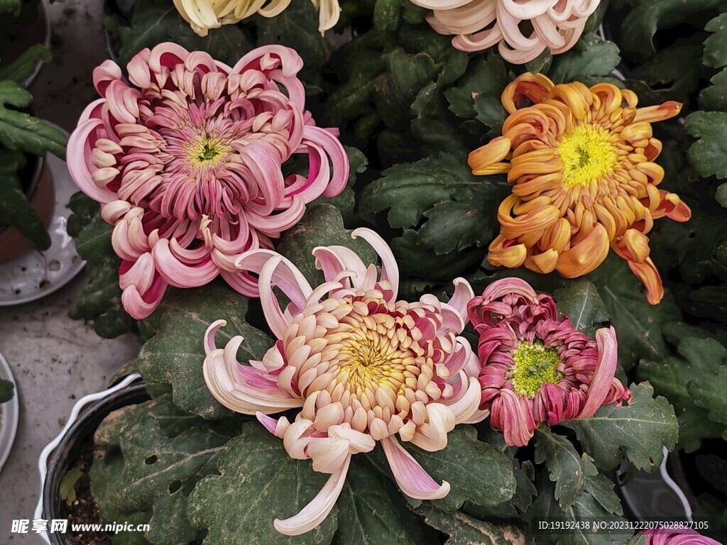 菊花 