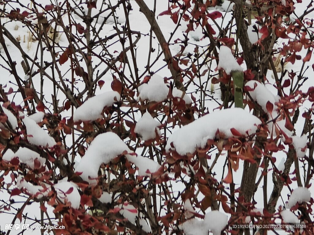 冬雪风景 