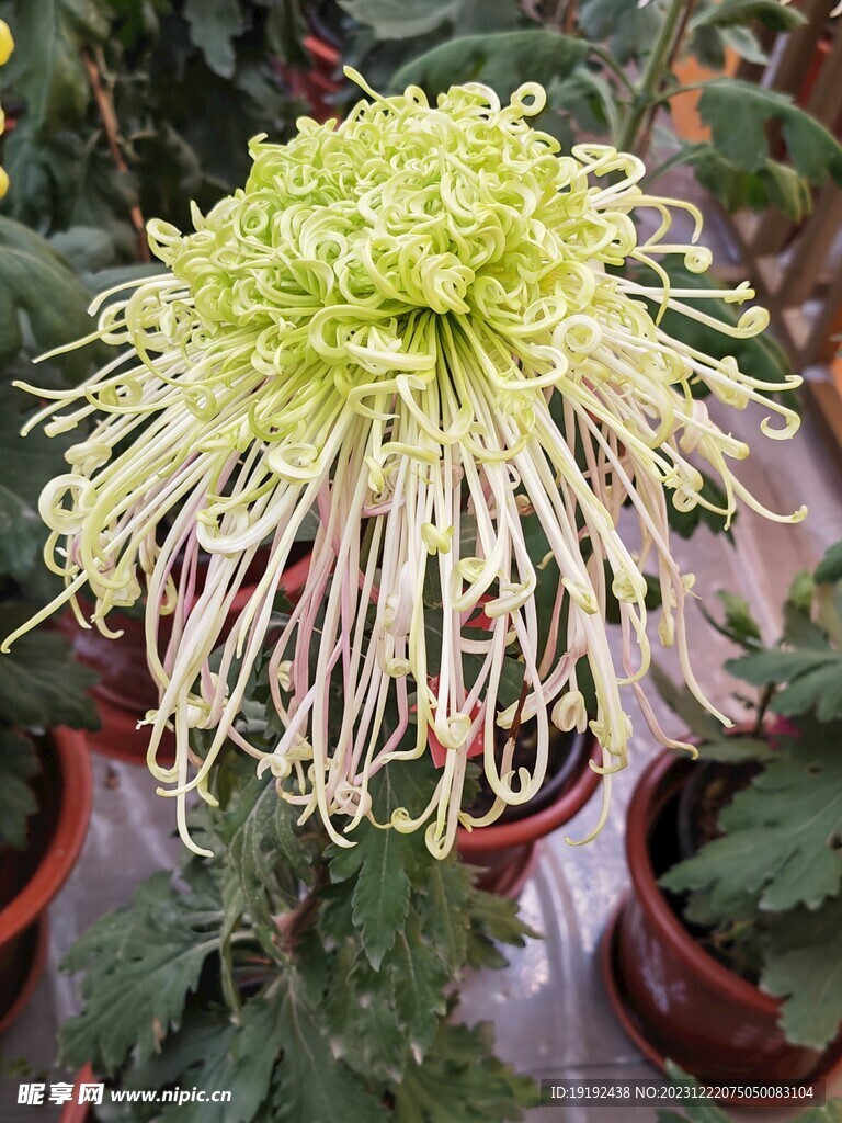 菊花  