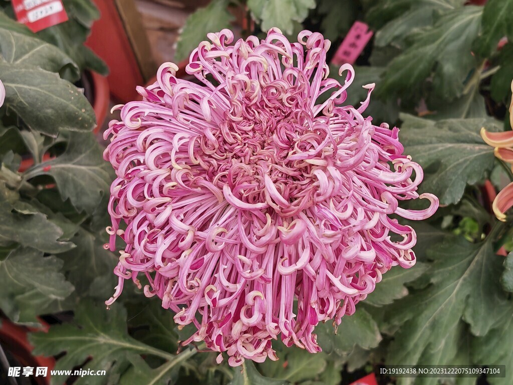 菊花 