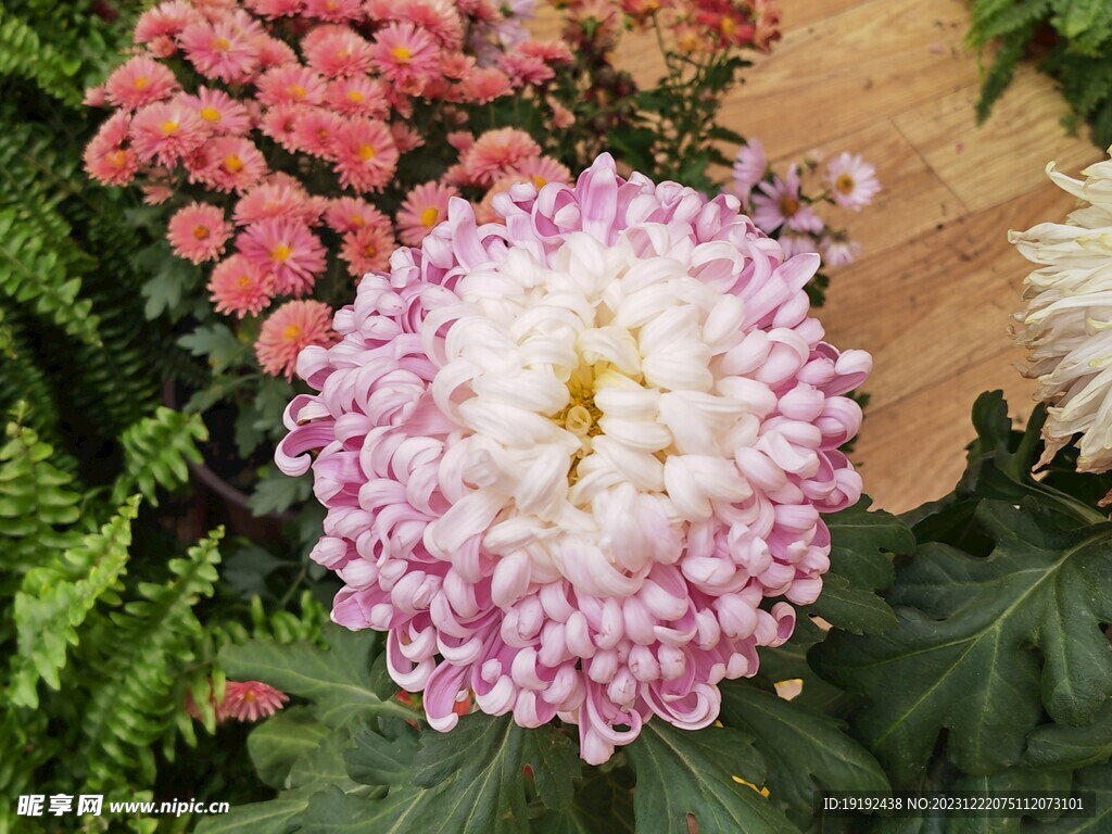 菊花 