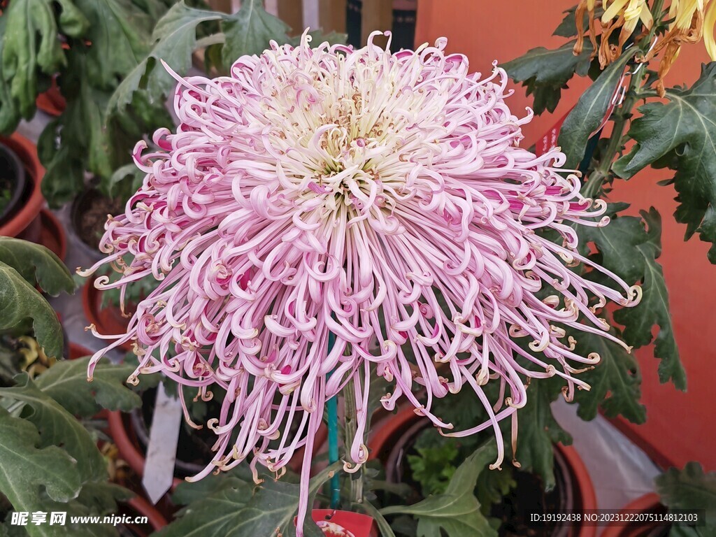 菊花 