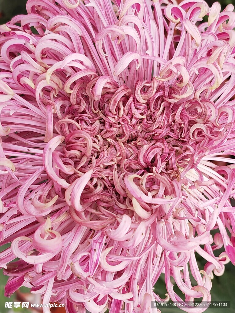 菊花  