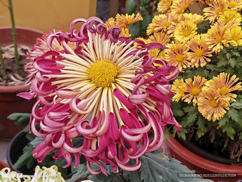 菊花  