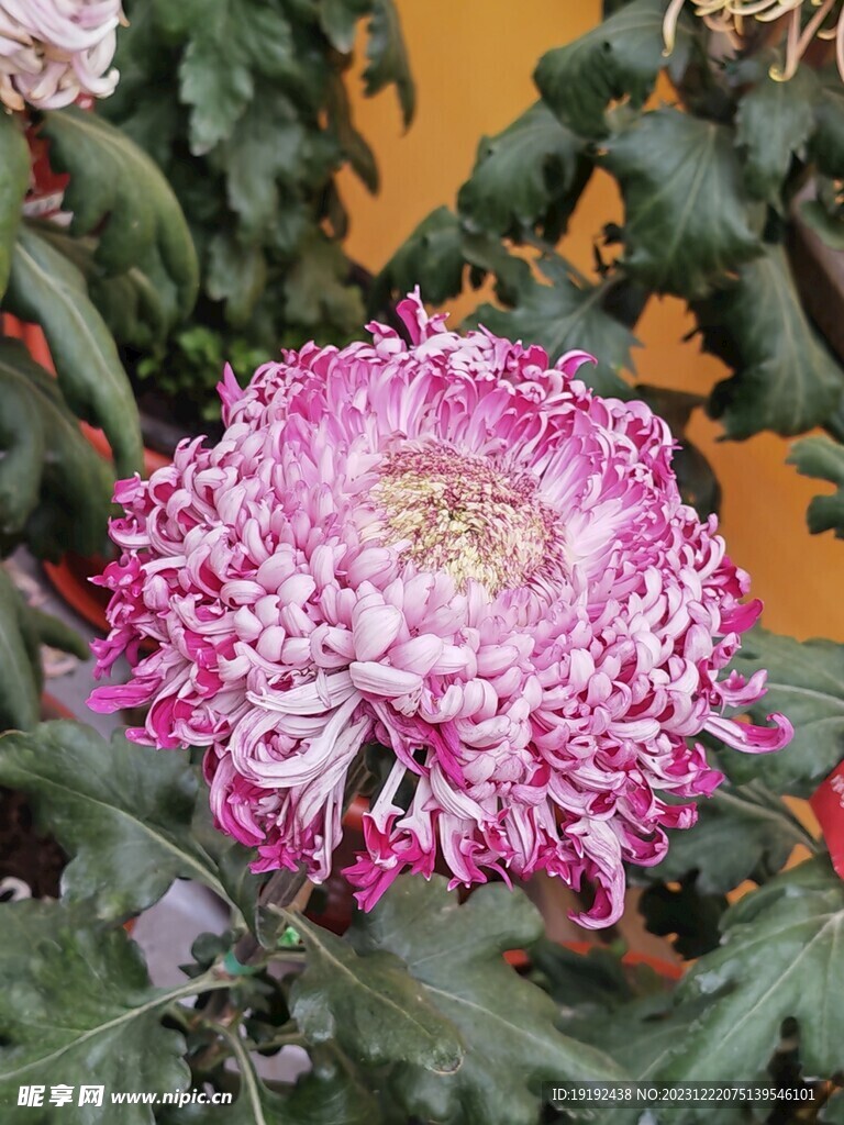 菊花 