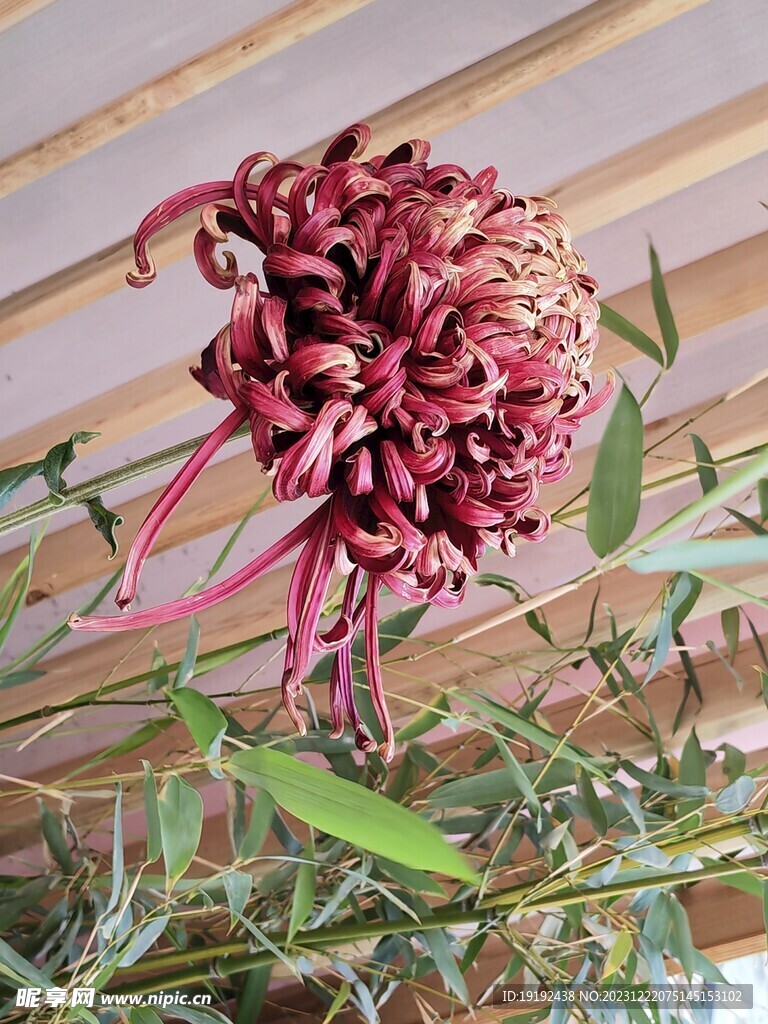 菊花 