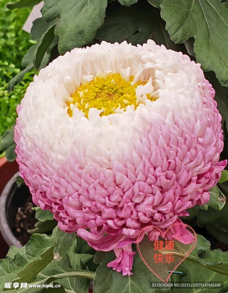 菊花 