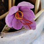 藏红花