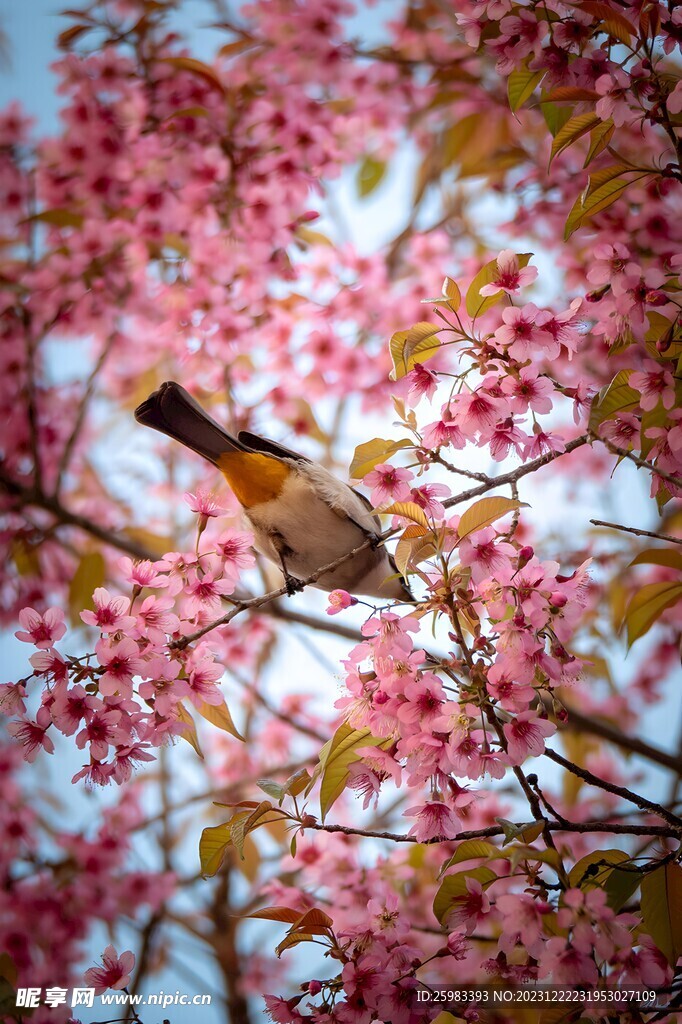 桃花