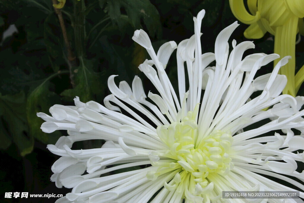 菊花 