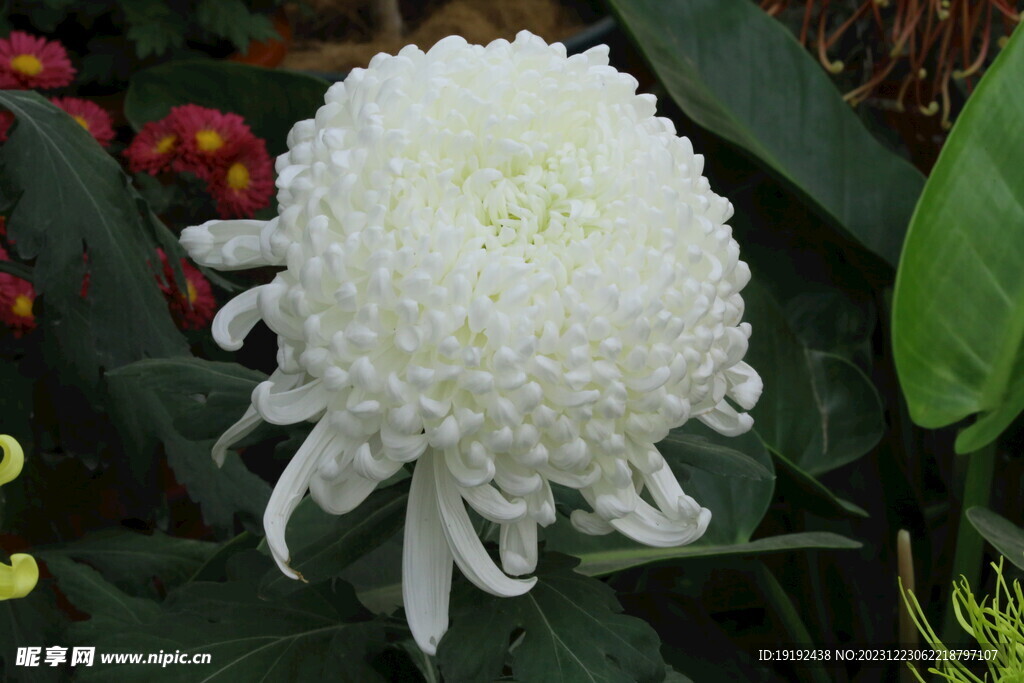 菊花 