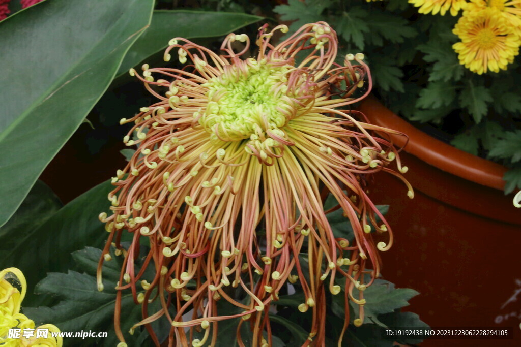 菊花