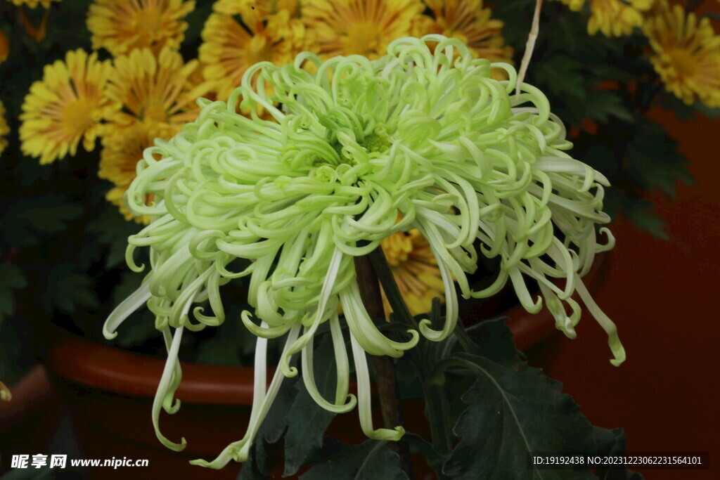 菊花