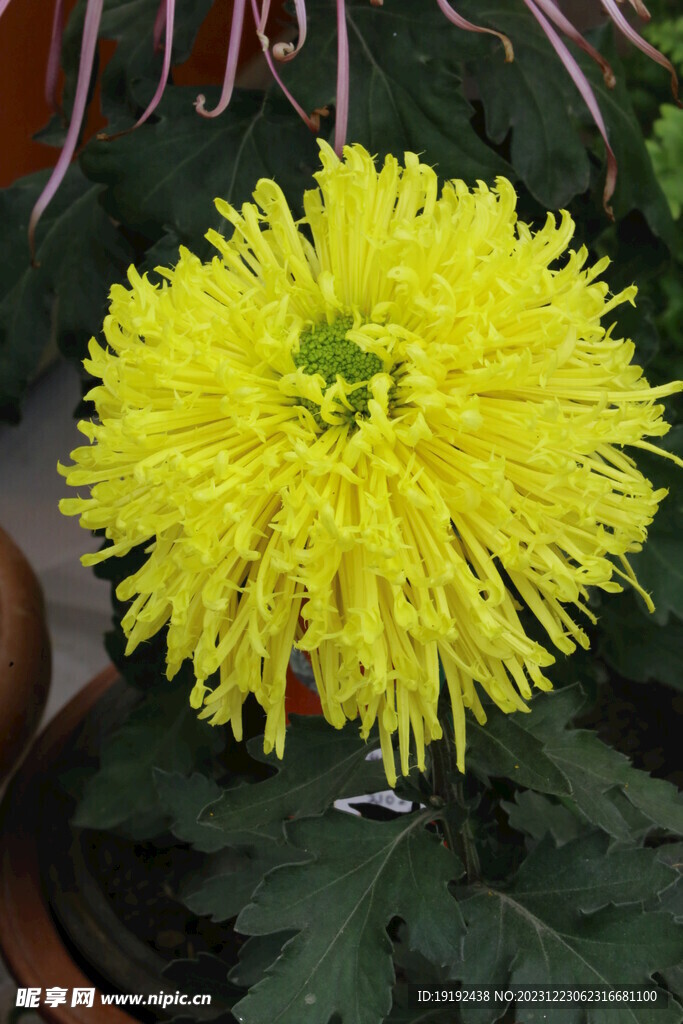 菊花
