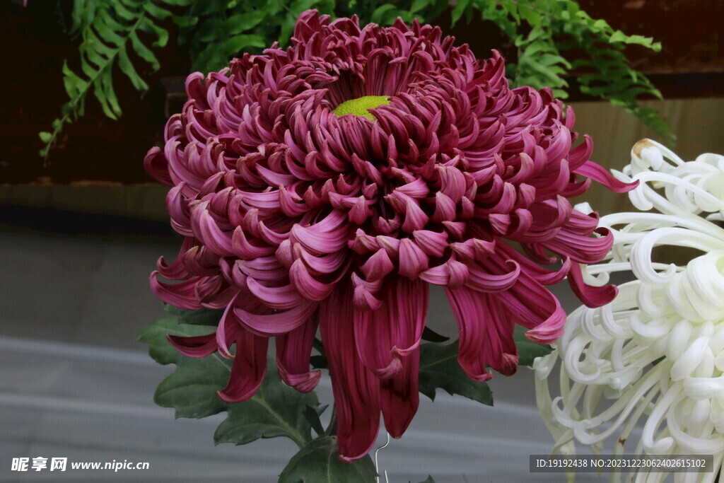 菊花