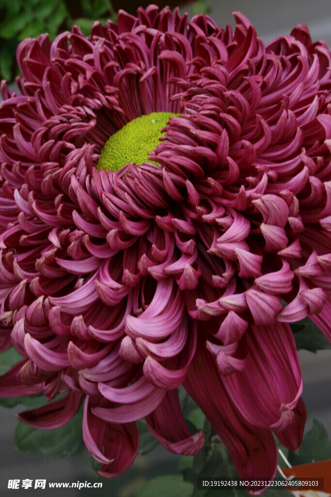 菊花 