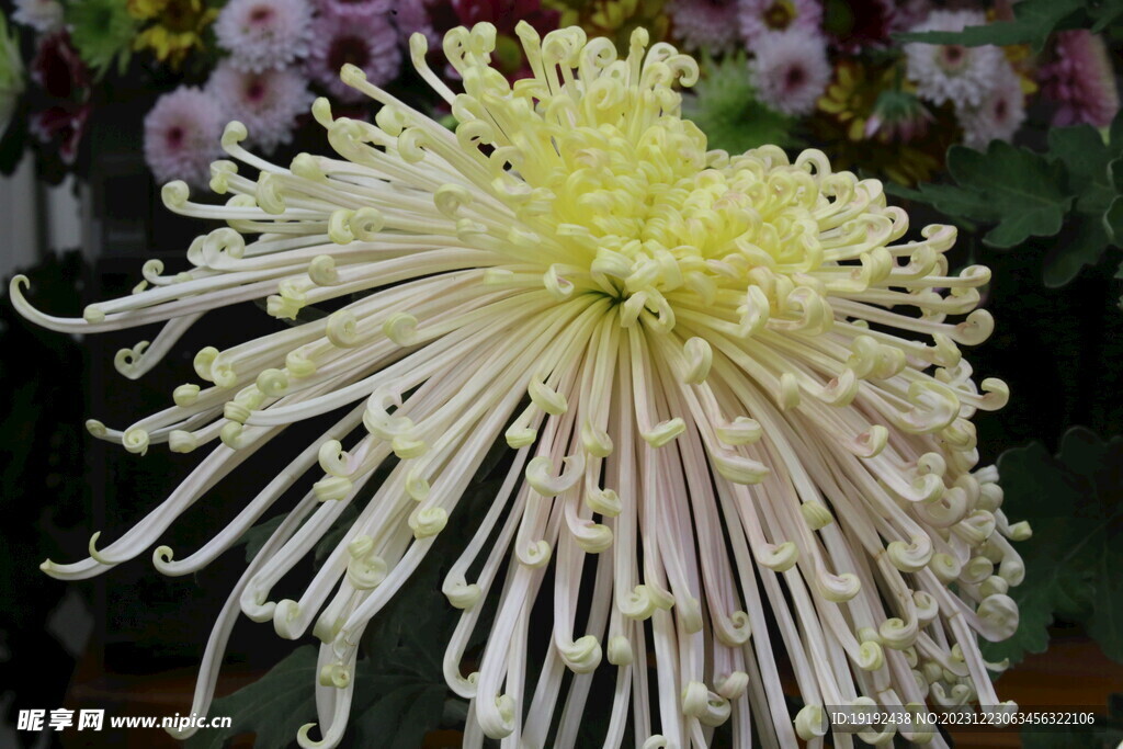 菊花 