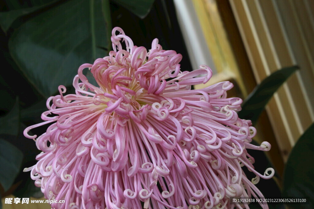 菊花